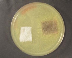 Mahle Tech Check 1 copy