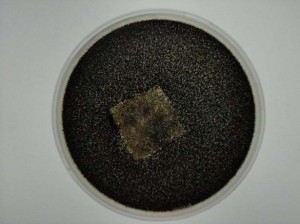 Mahle Tech Tech Check copy